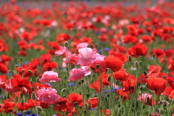 Summer field of red poppies