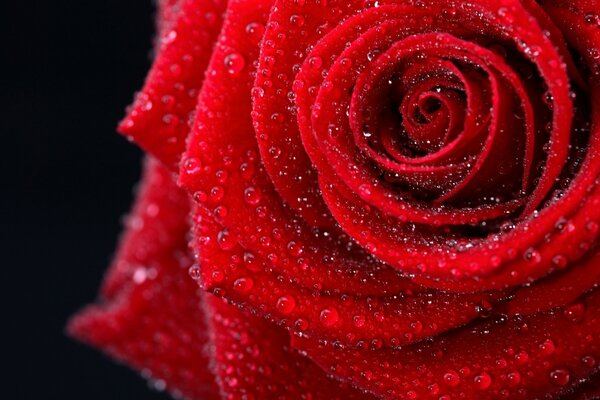 The beauty of a rose on a black background