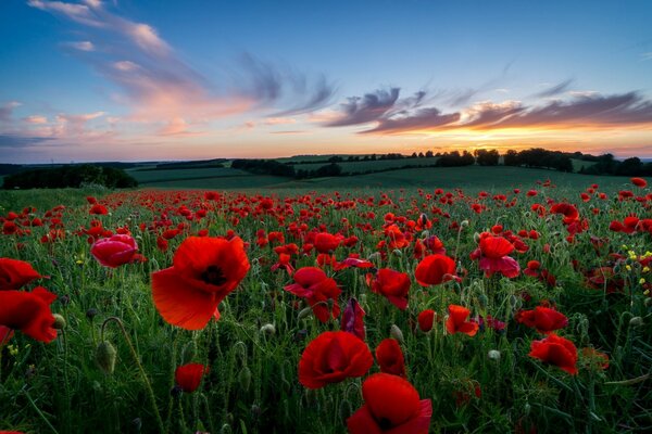 Mohnfeld unter Sonnenuntergang