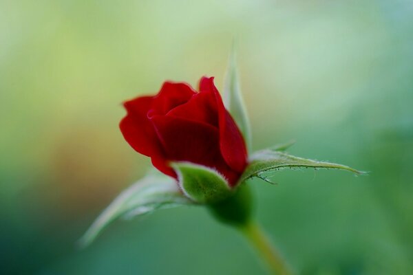 Una Rosa Floreciente. Disparo macro