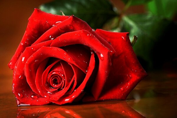 A beautiful reflection of a red rose