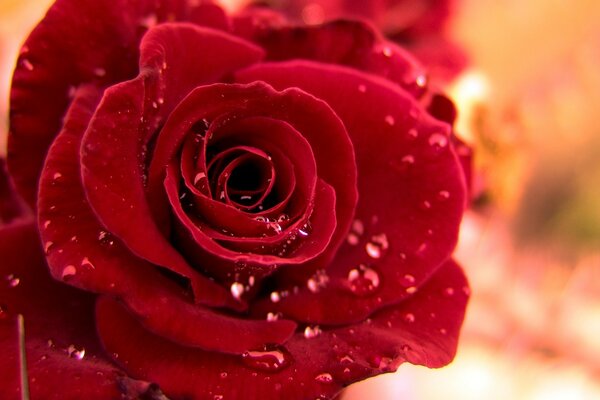 Dew drops close-up on a red rose