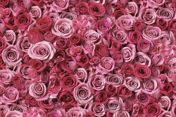 Beaucoup de roses roses