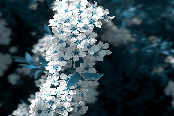 A branch with white small flowers