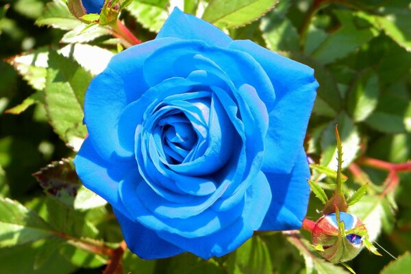 Beautiful blue rose on a bush