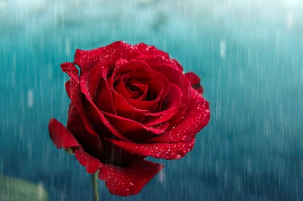 Bocciolo di rosa rossa sotto la pioggia