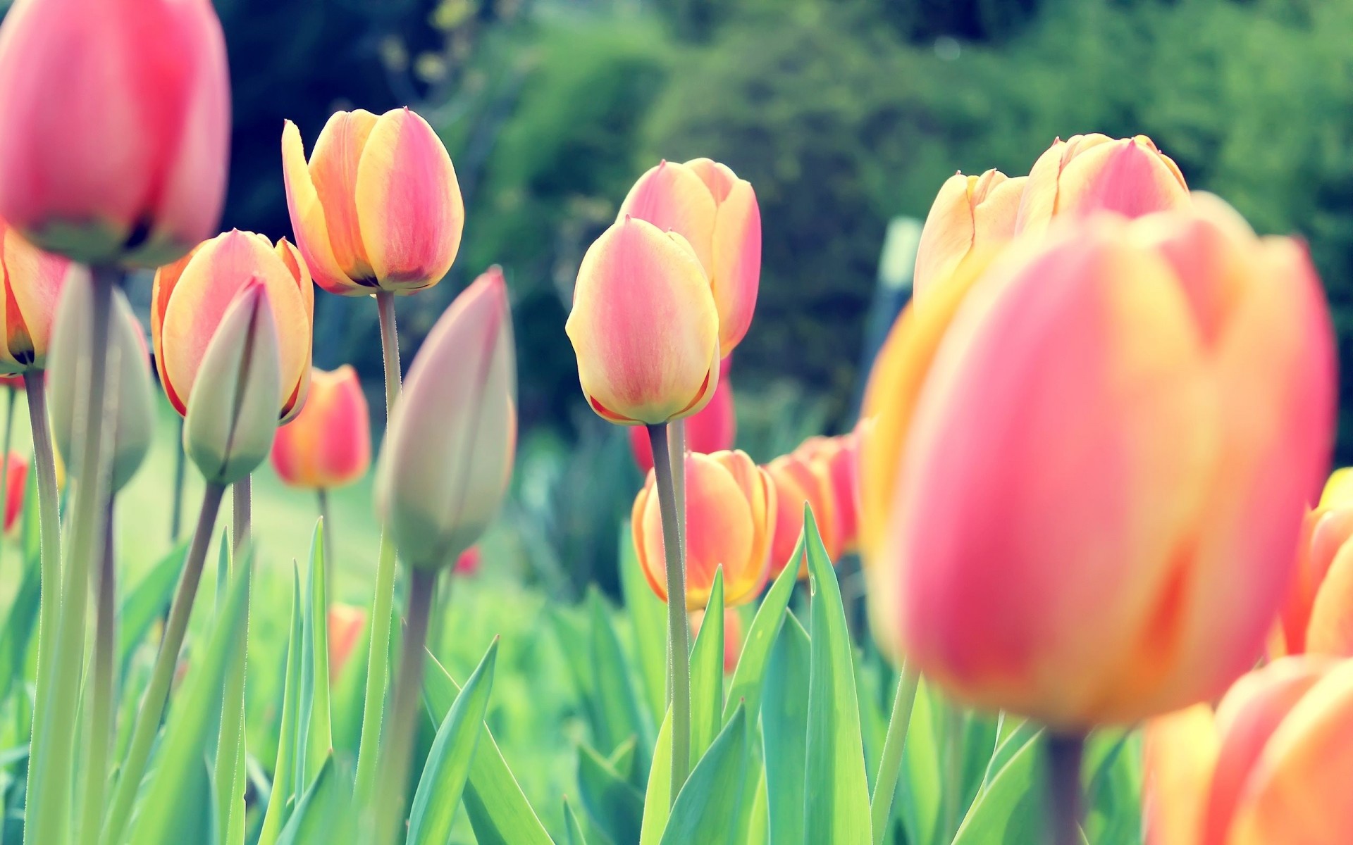 campo brotes tulipanes