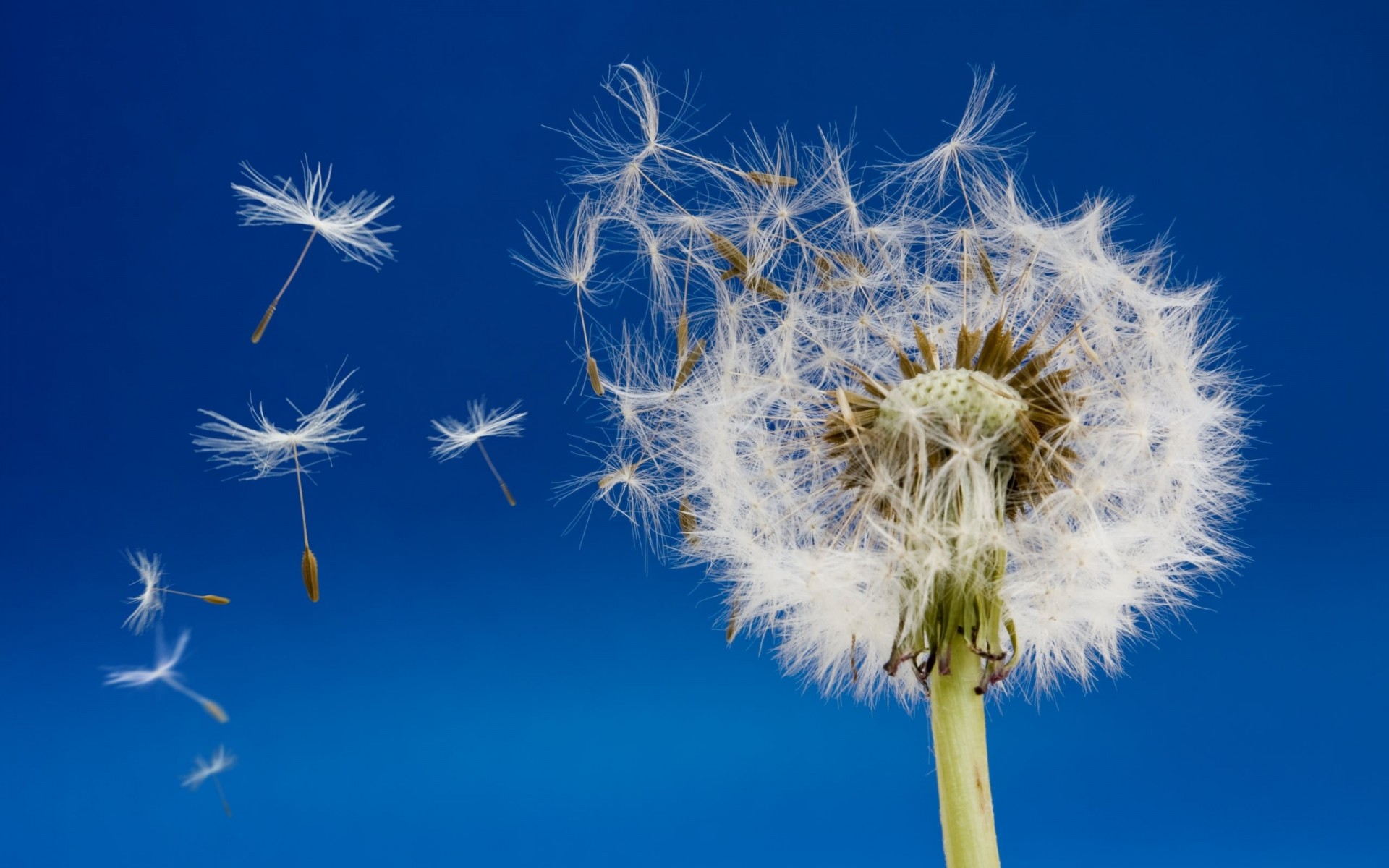 ky dandelion flie