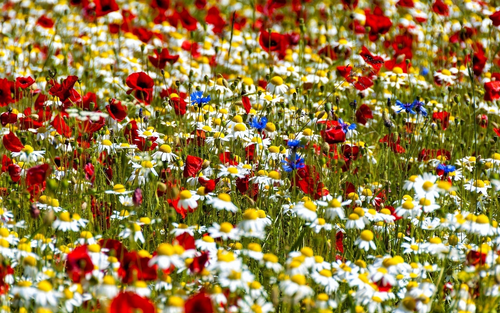 chamomile bokeh poppies cornflowers meadow