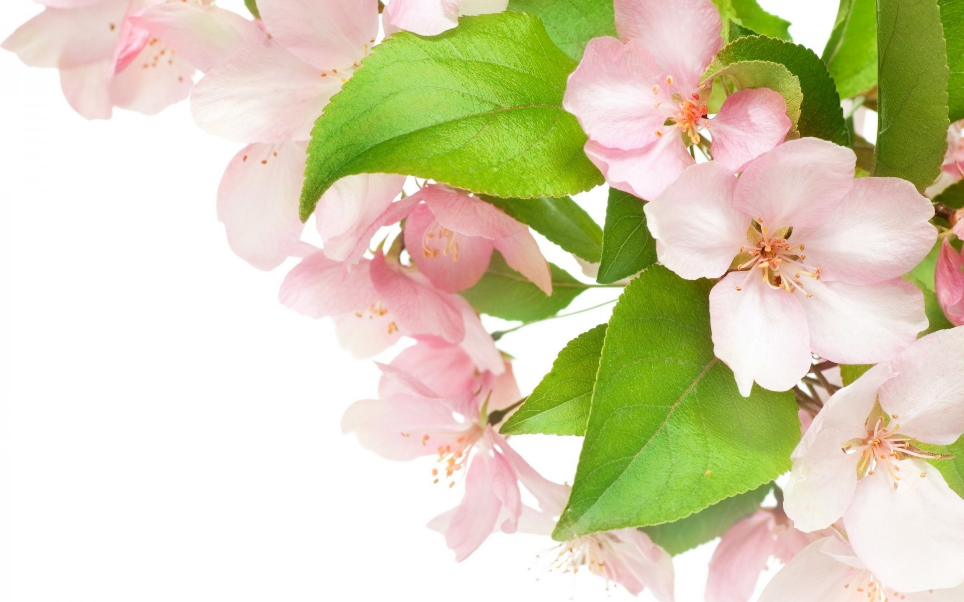 rosa weiß blütenblätter schönheit apfel zart blumen frühling blüte apfelbaum