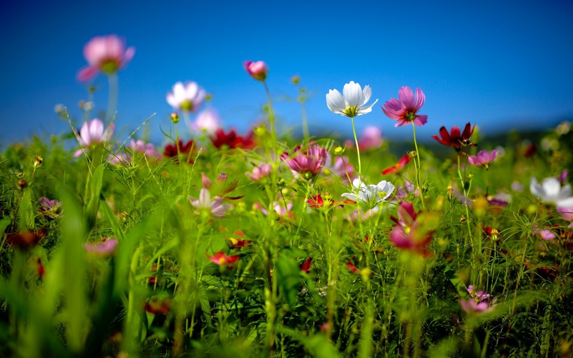 soleil ciel été printemps