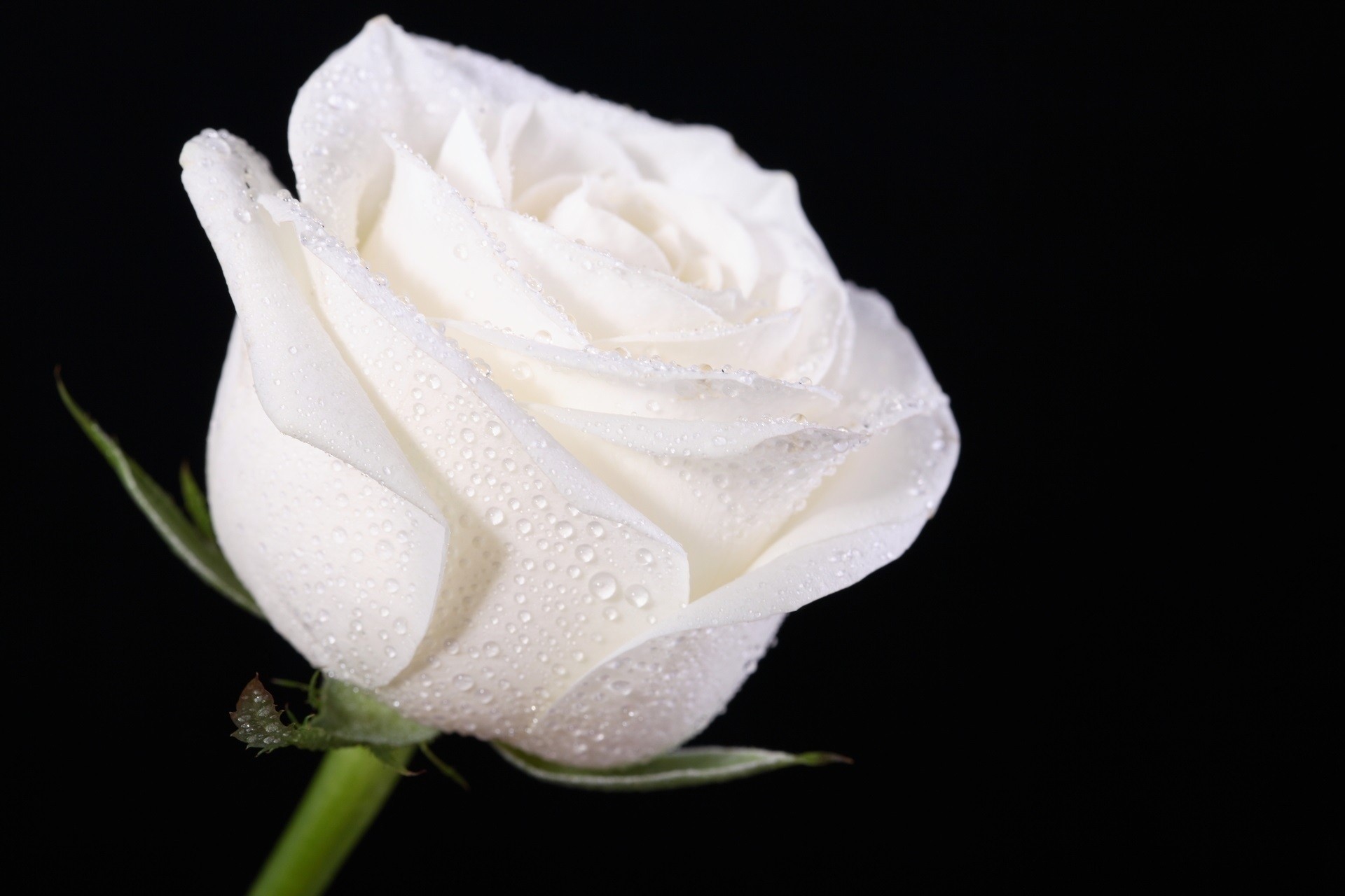 white rose flower black background water droplets bud