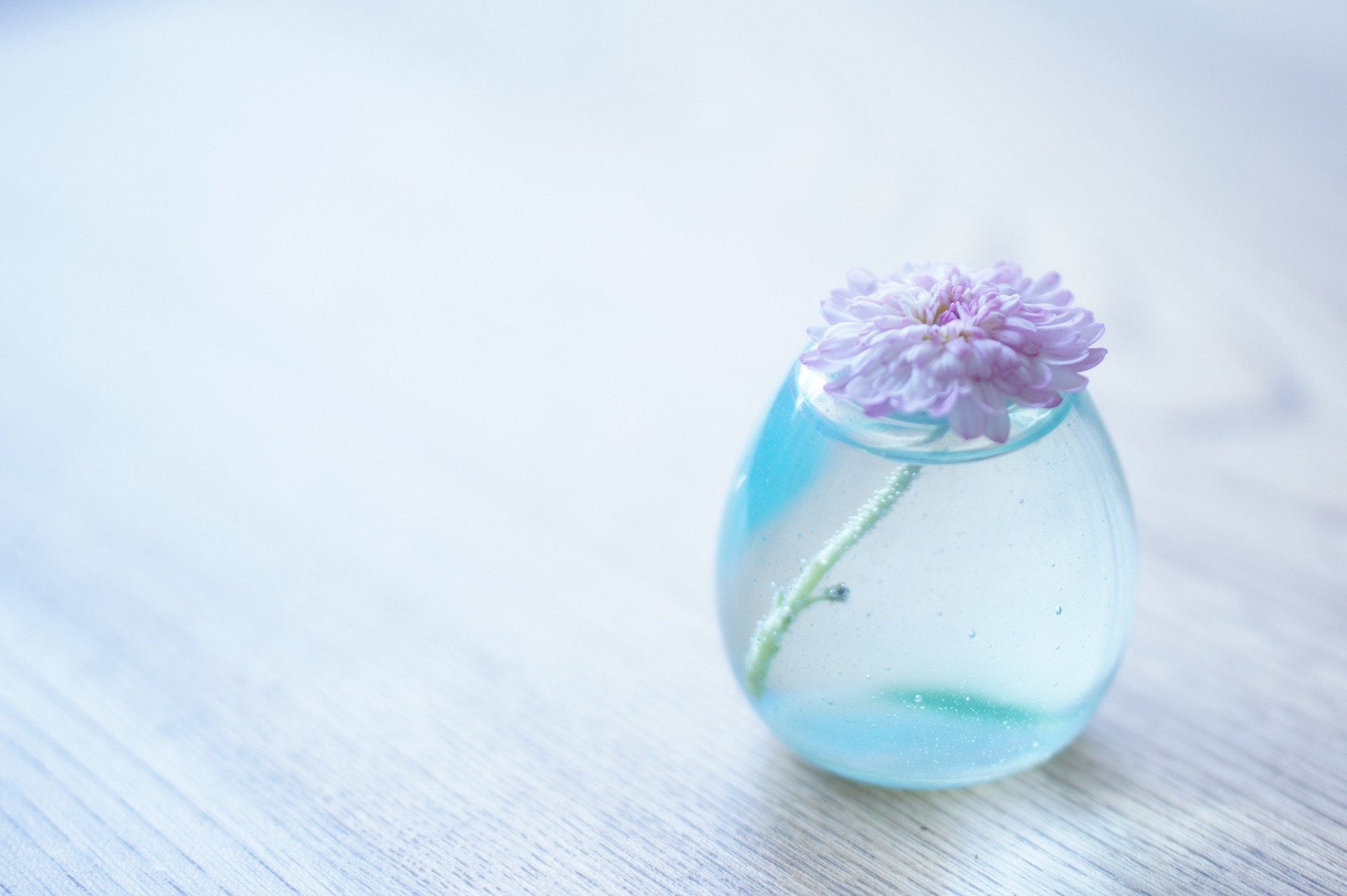 fiore sfondo vaso acqua crisantemo trasparente