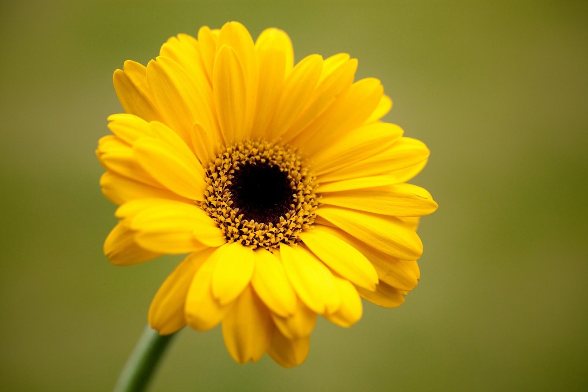 fleur fond gerbera jaune verdure pétales