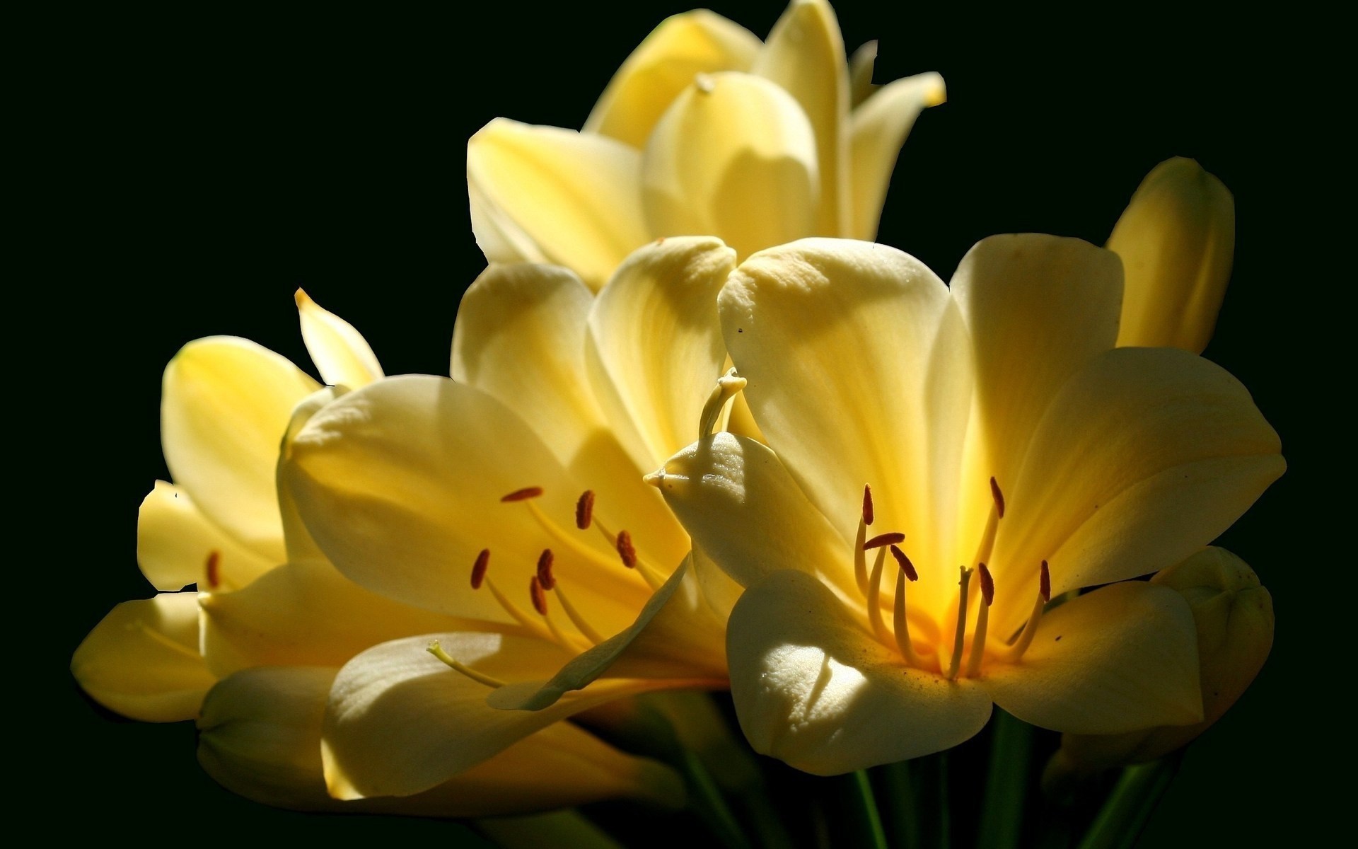 close up black background clivia yellow