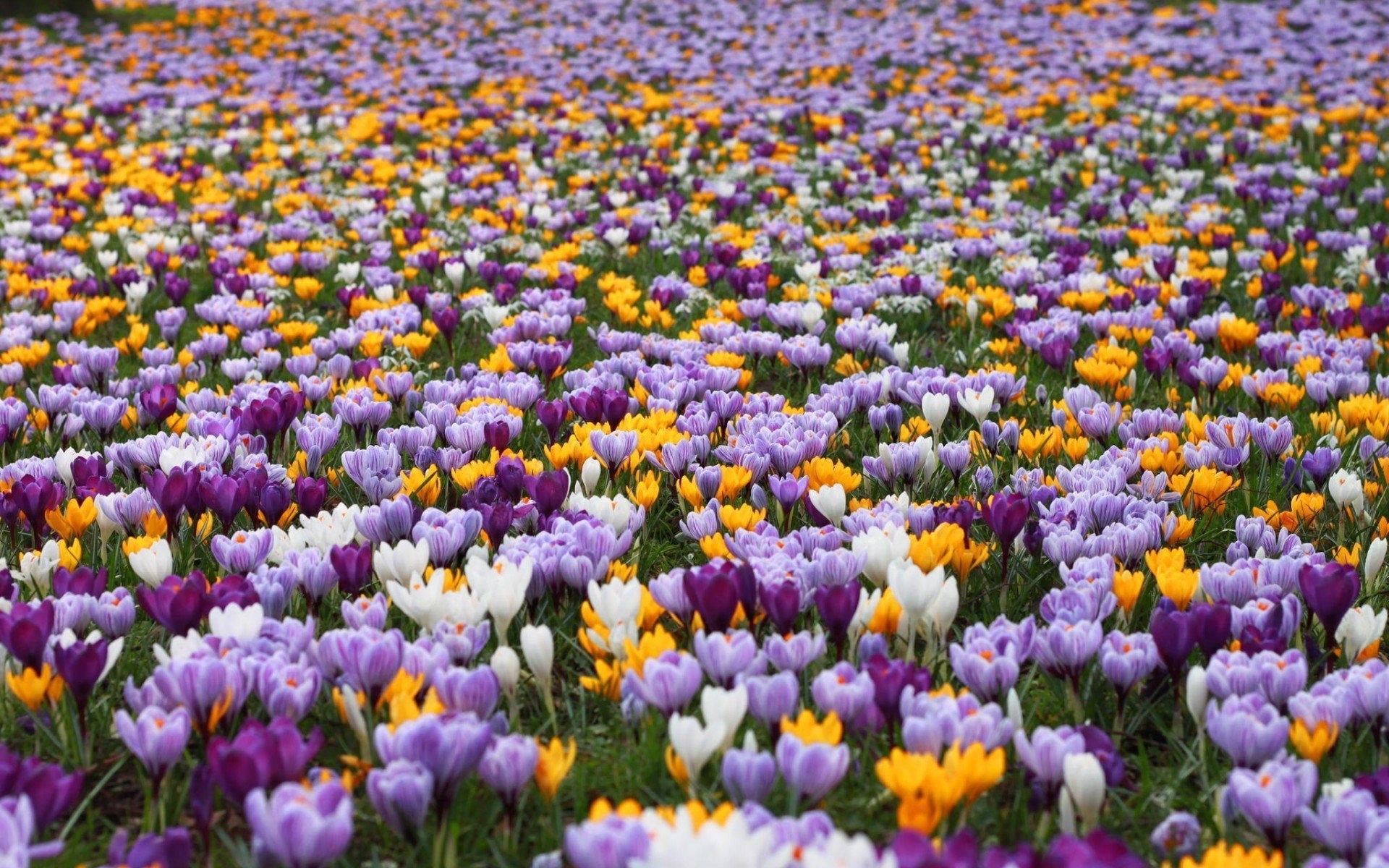 feld tulpen sommer blumen natur