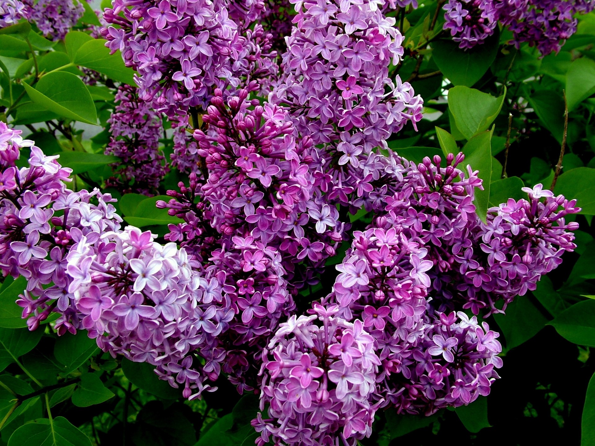 lilac bush bloom