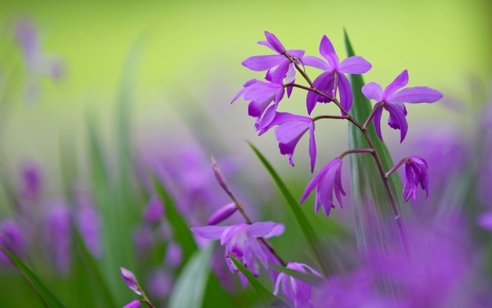 lila pétalos bletilla flores púrpura