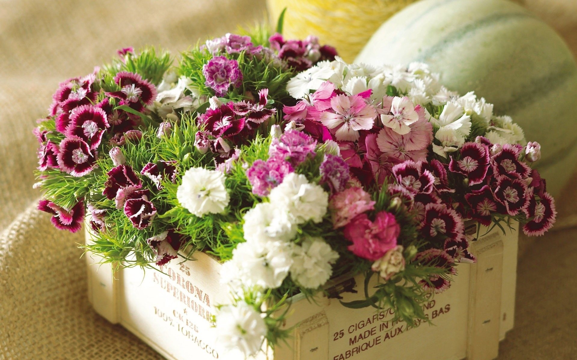 box flower pumpkin