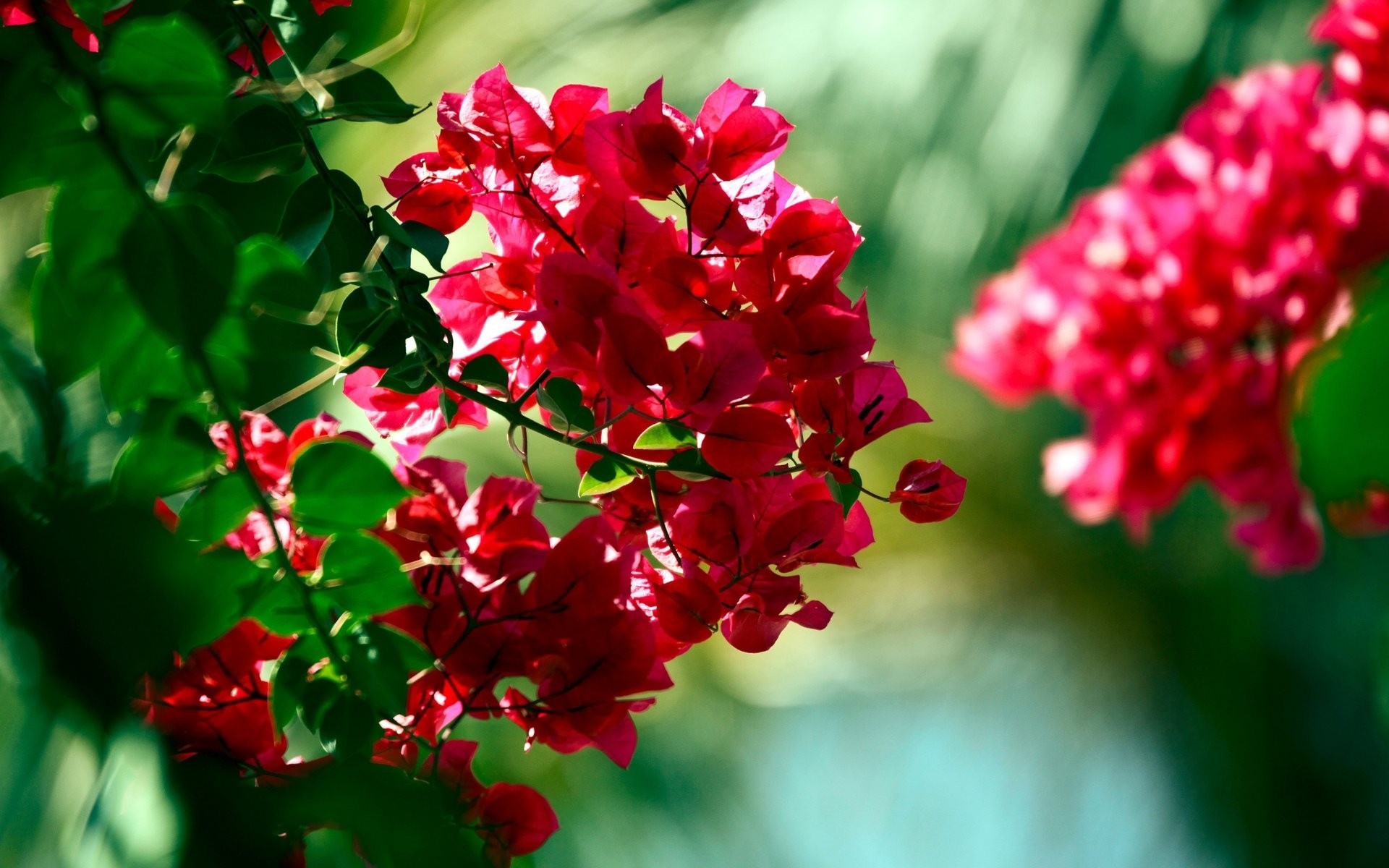 buisson fleurs bougainvilliers