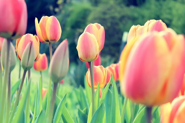 Summer field of closed tulips