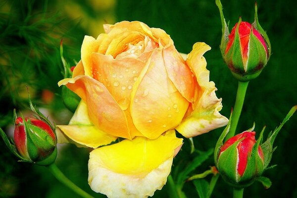 Bocciolo di rosa gialla su sfondo verde