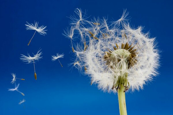 Dandelion seeds scatter against the sky