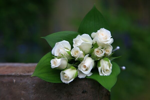 Roses bouquet white all in buds