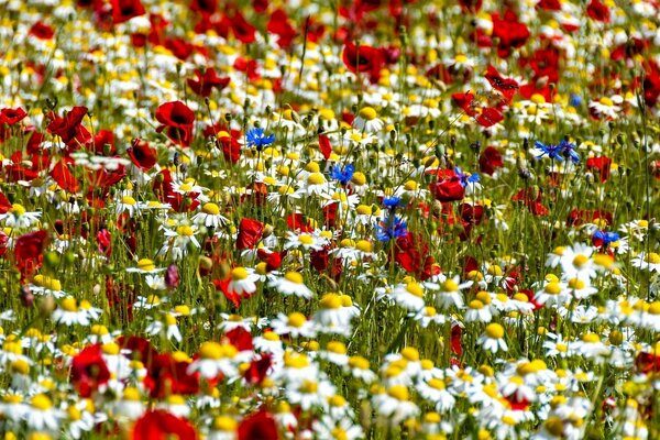 Campo brillante de flores de pradera