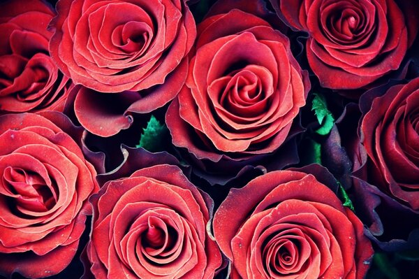 Las rosas son hermosas ramo rojo