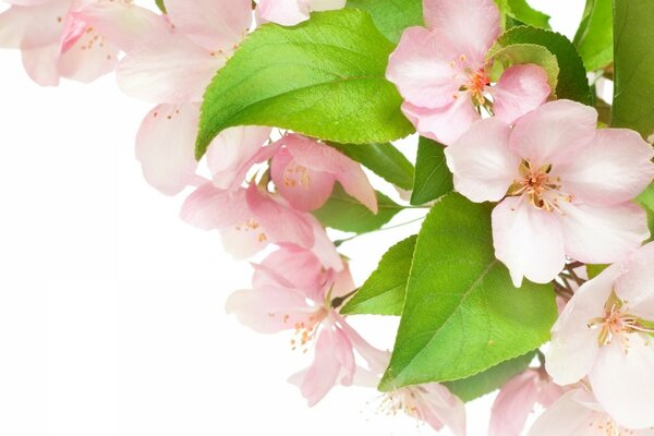 Delicate pink apple blossoms