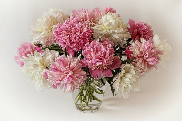 Bouquet of pink and white peonies in a vase