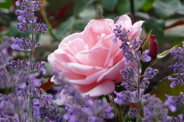 Bouquet of rose and lilac field of flowers