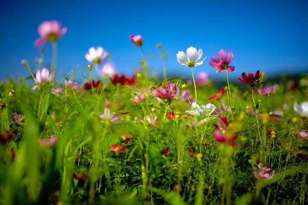 Летняя поляна с яркими цветами