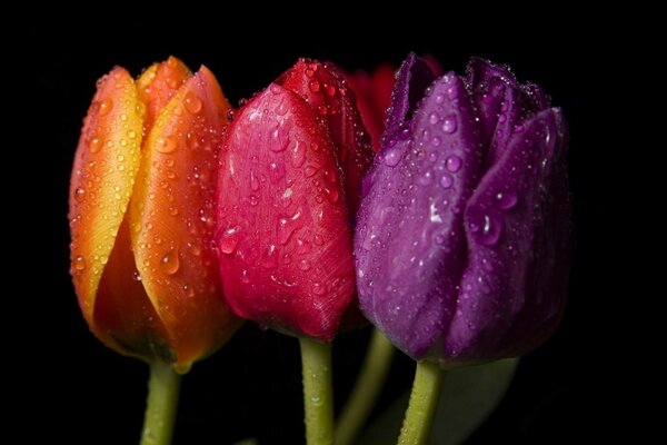 Trois tulipes multicolores dans la rosée