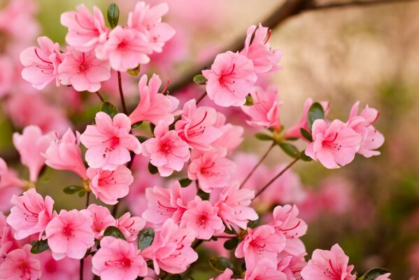 Rametto di fiori rosa primaverili