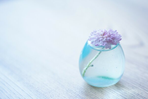 Chrysanthème dans un verre transparent sur la table