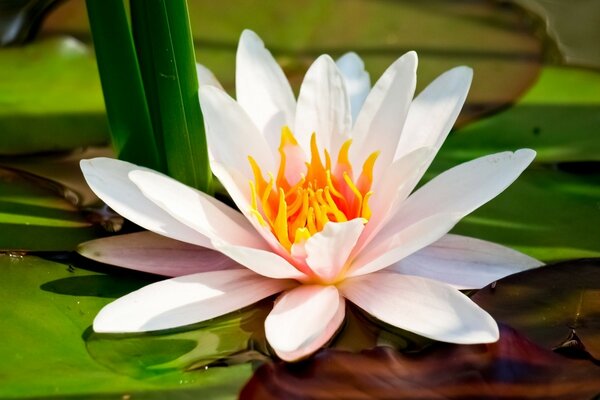 The pond and the lily flower are beautiful