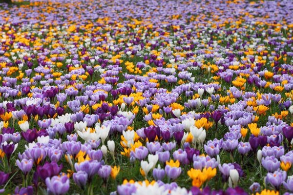 Field of Tulips. Summer flowers