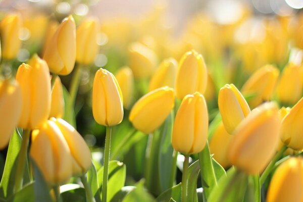 Campo de brotes de tulipanes amarillos