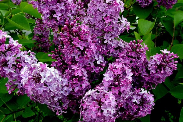 Lilac bush. Flavors of May