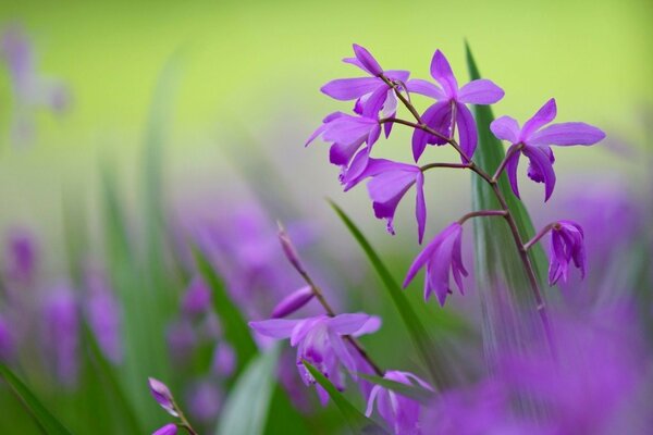 Lilac płatki kwiaty fioletowy kolor