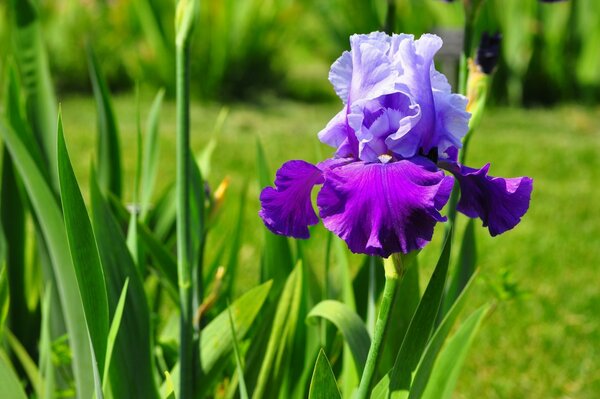Iris viola su sfondo di erba