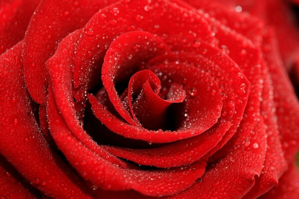 A picture of a red blooming rose