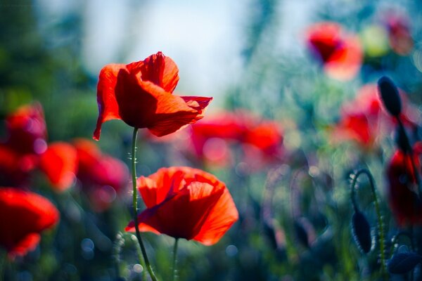 Red poppies bloom on a blurry background