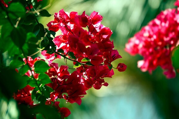 Arbusto de flores de Bungalow rojo