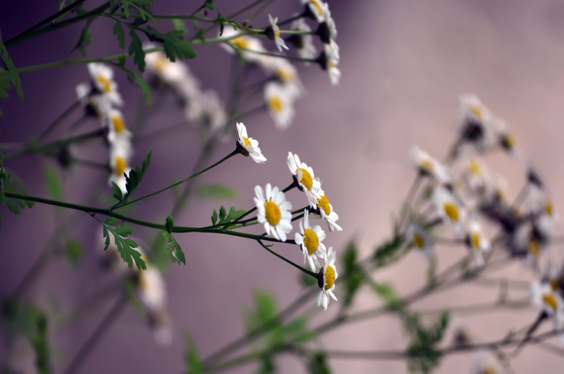 chamomile white petals the stem