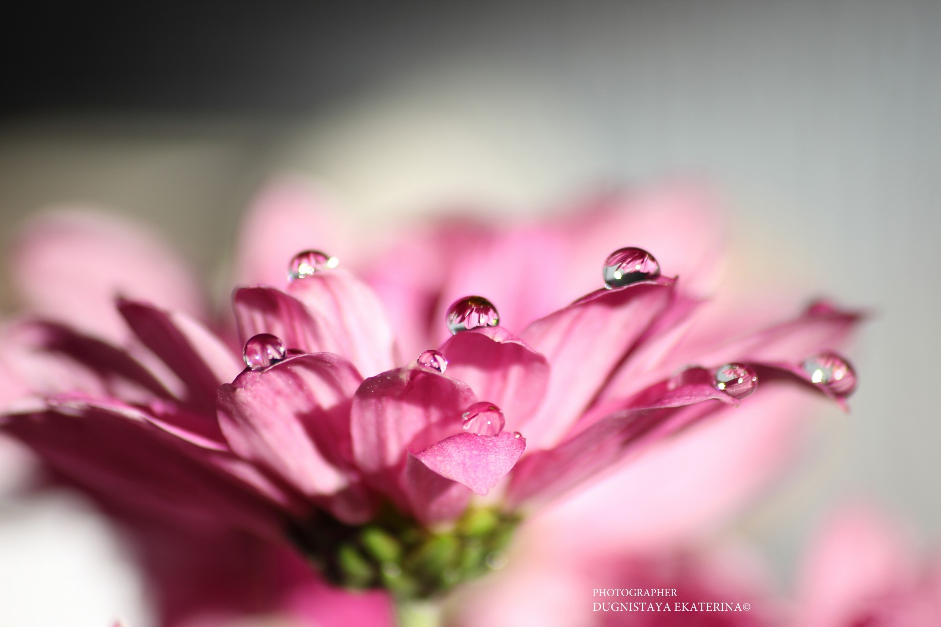 close up minimalism flower fall