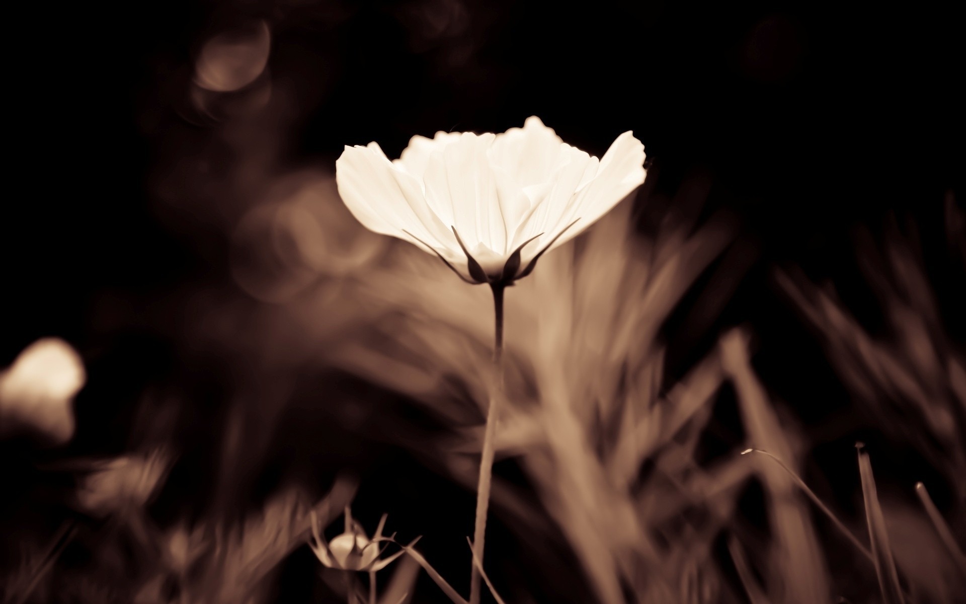 fiore sfondo tinta fiori carta da parati marrone bianco