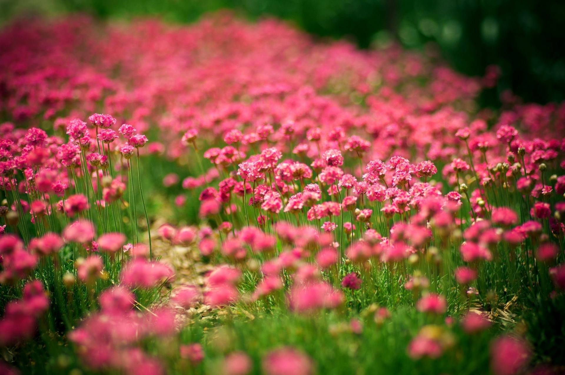 gente naturaleza verano flores sol verano